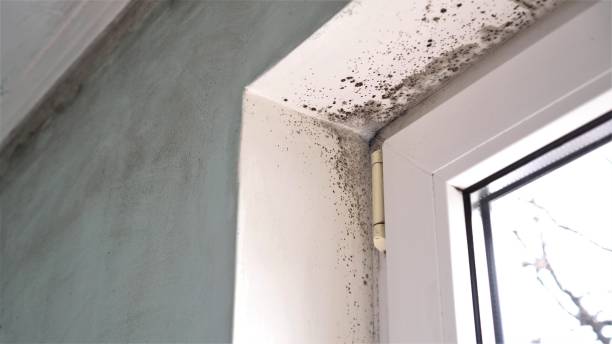 Best Crawl Space Mold Remediation in Wichita Falls, TX