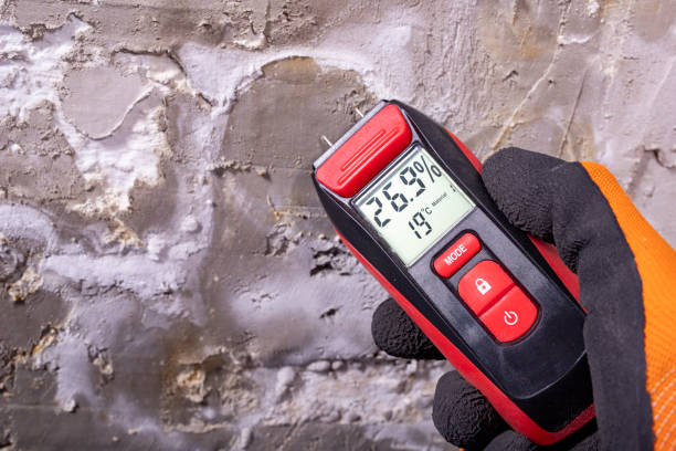 Best Basement Mold Remediation in Wichita Falls, TX