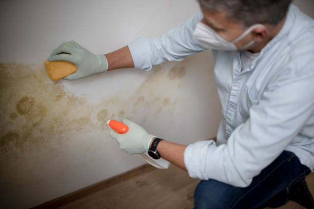 Best Health and Safety Mold Remediation in Wichita Falls, TX