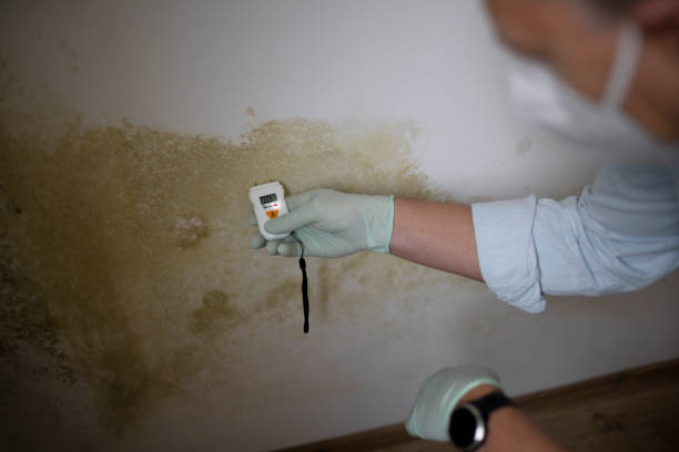 Best Insurance-Related Mold Remediation in Wichita Falls, TX