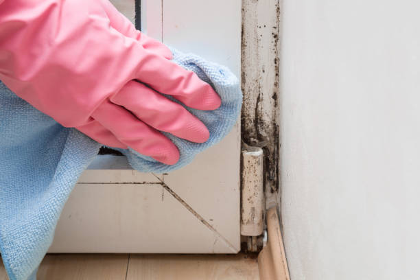 Best Preventive Mold Services in Wichita Falls, TX