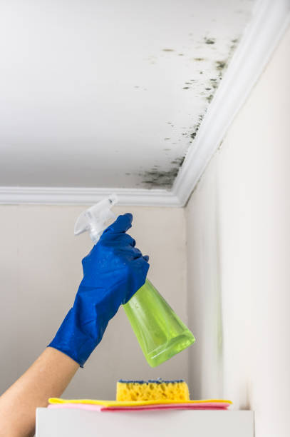 Best DIY Mold Remediation Support Services in Wichita Falls, TX