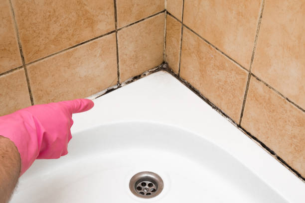 Best Attic Mold Remediation in Wichita Falls, TX