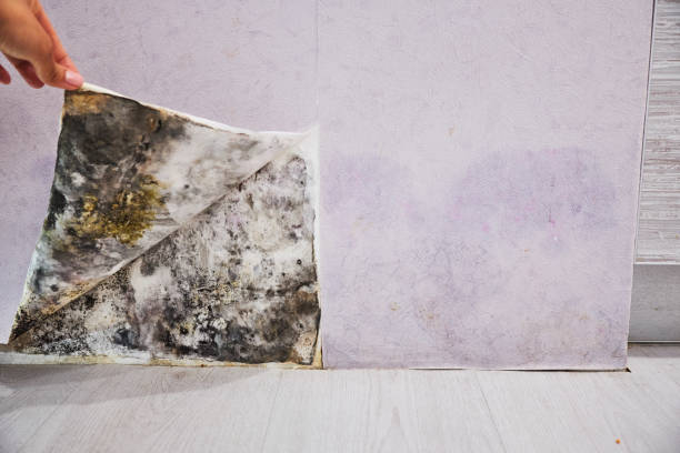 Best Residential Mold Remediation in Wichita Falls, TX